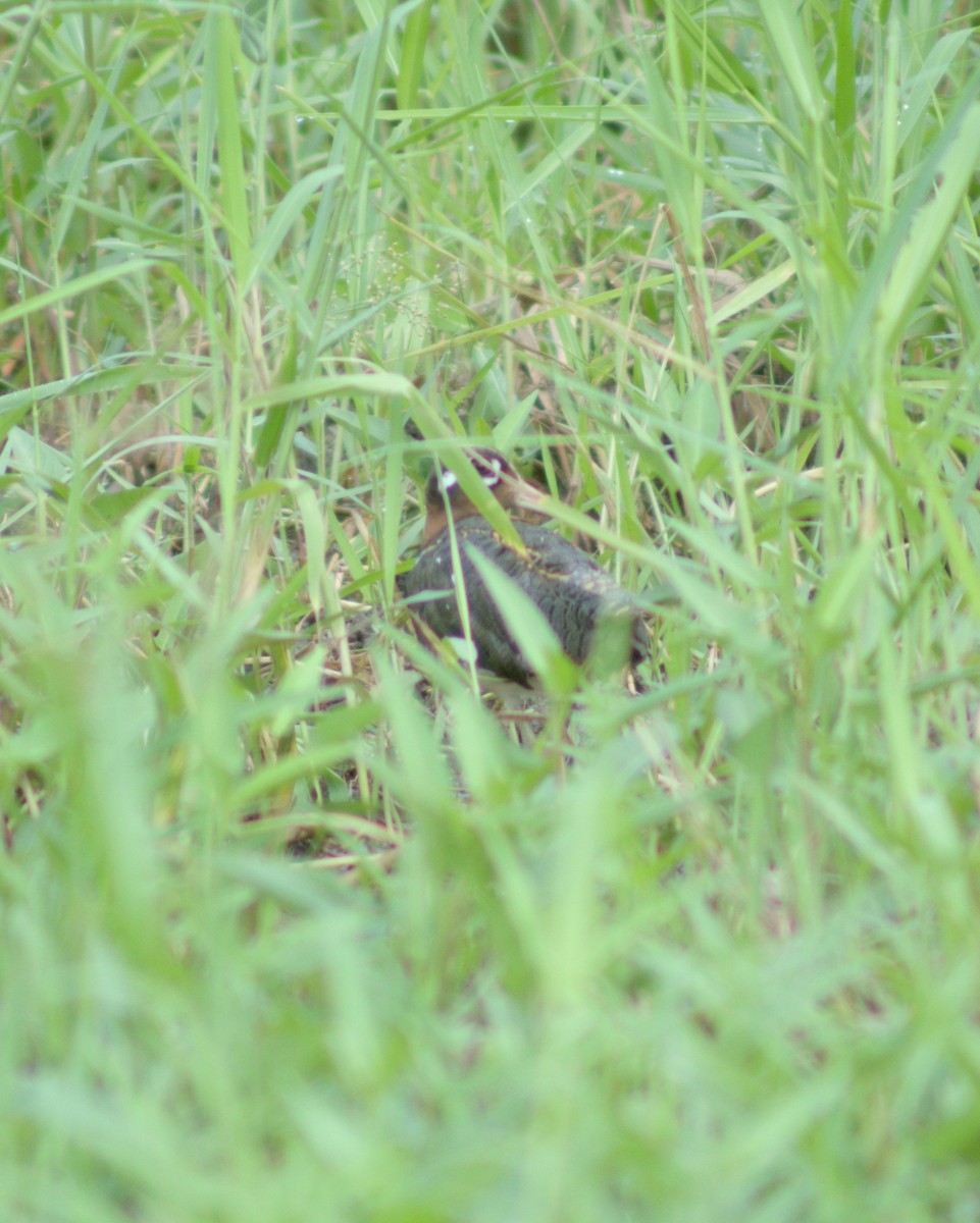Greater Painted-Snipe - ML621121768