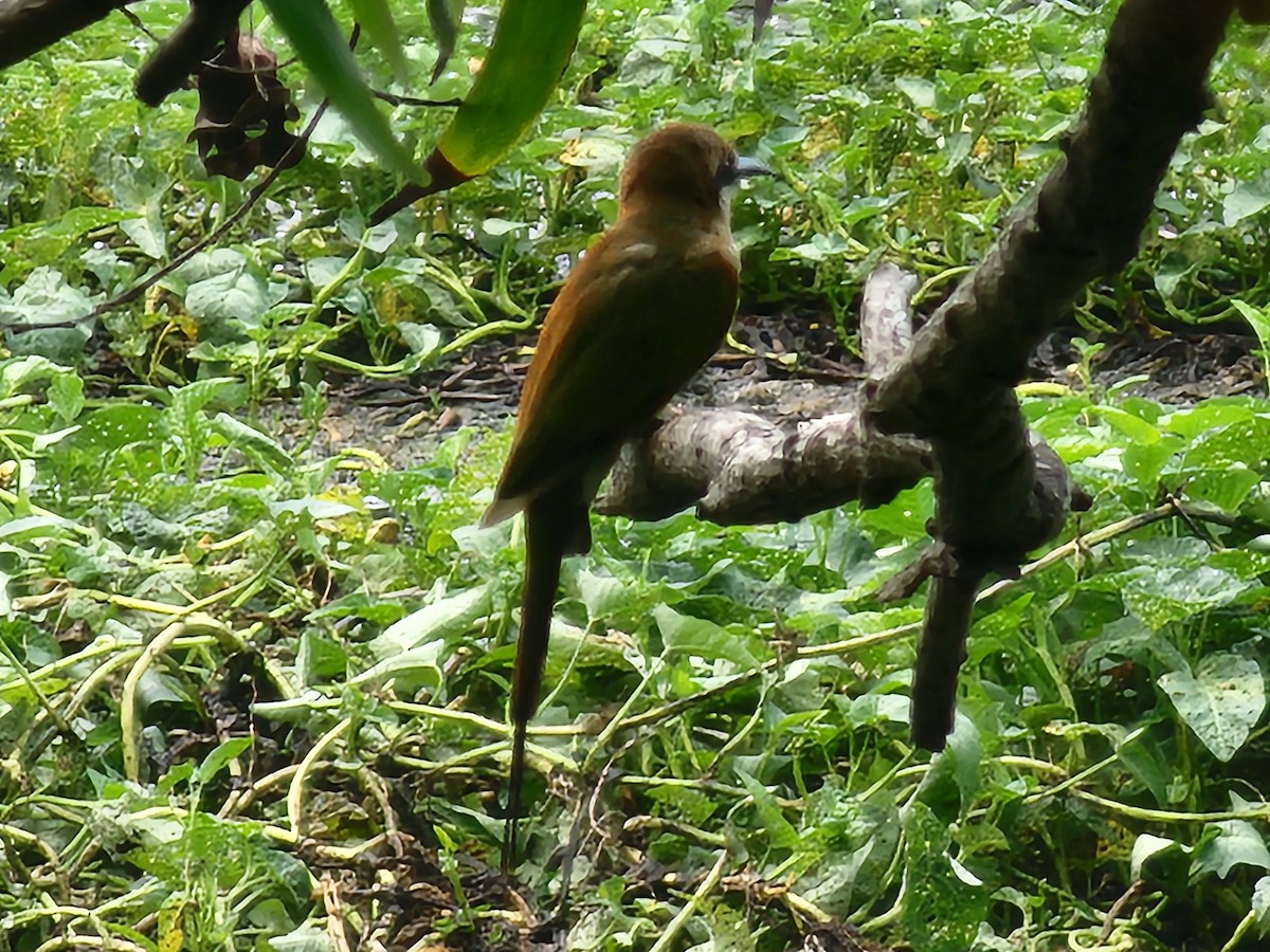Asian Green Bee-eater - ML621121769