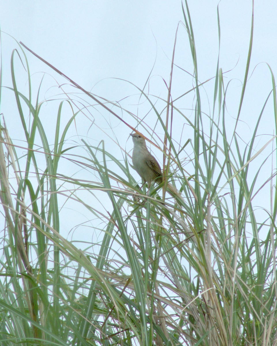 Tawny Grassbird - ML621121774