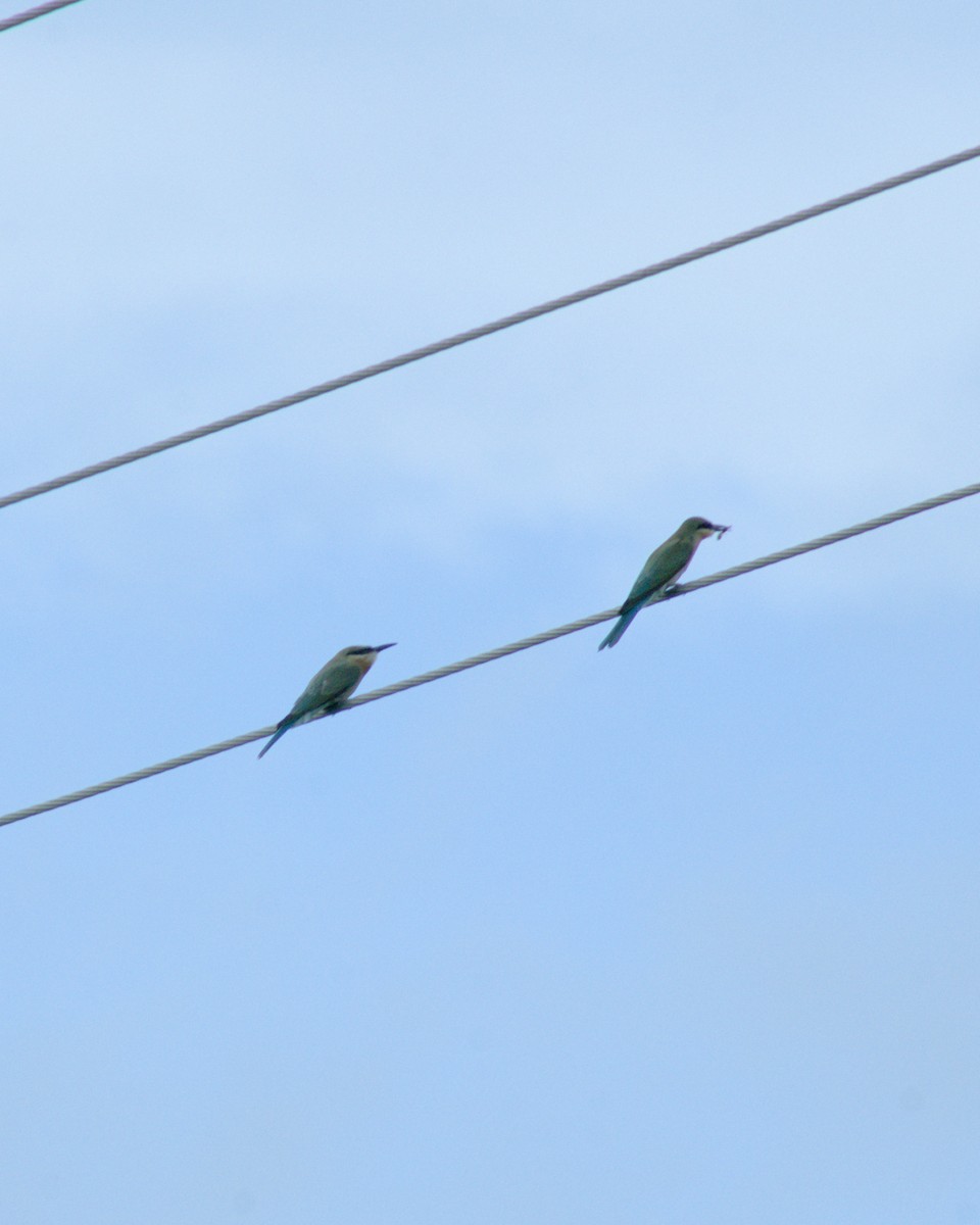 Blue-tailed Bee-eater - ML621121777