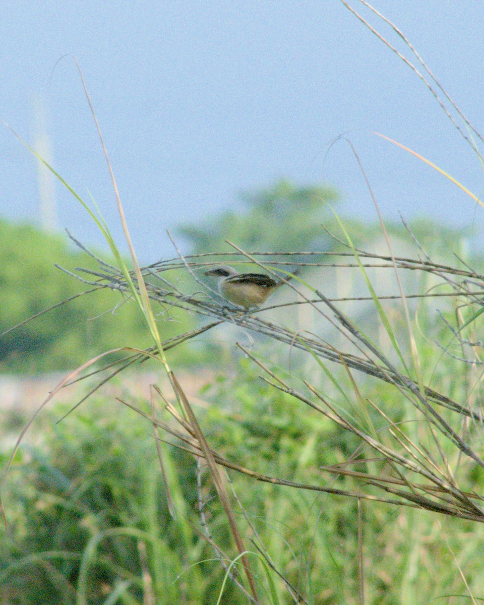 Brown Shrike - ML621121778