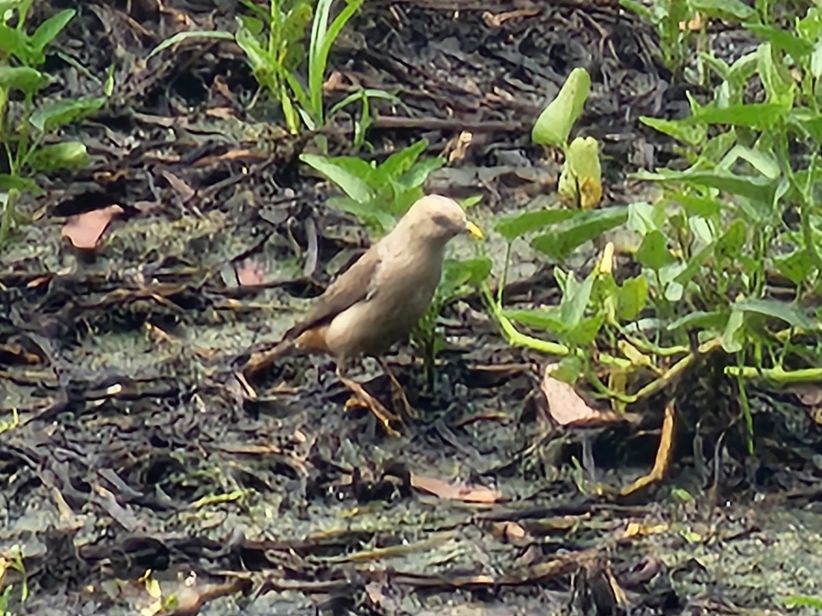 Chestnut-tailed Starling - ML621121780