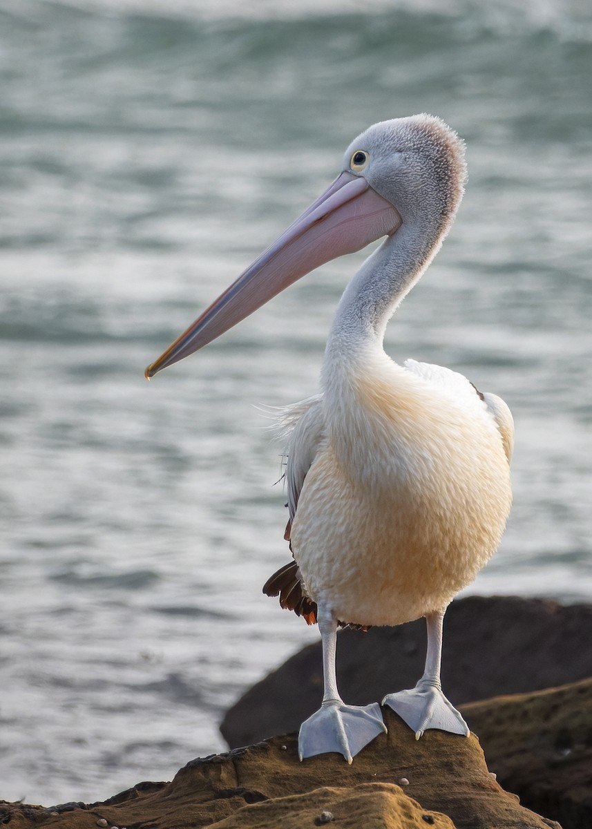 pelikán australský - ML621121788
