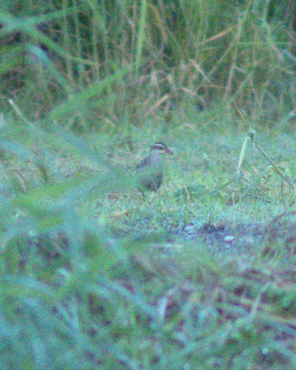 Buff-banded Rail - ML621121796