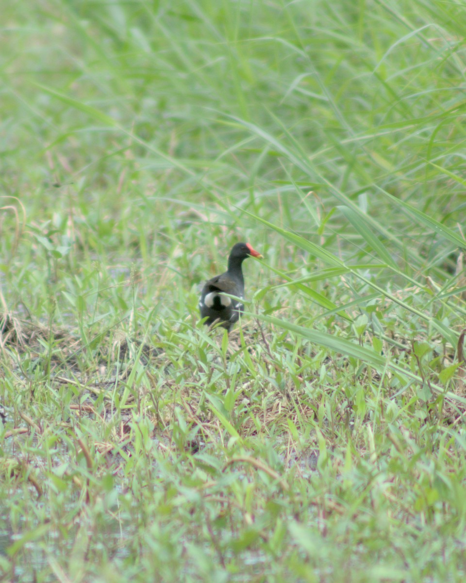 Eurasian Moorhen - ML621121800