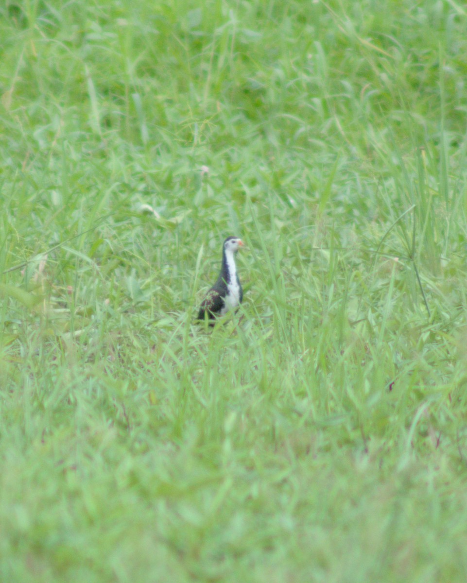 White-breasted Waterhen - ML621121808