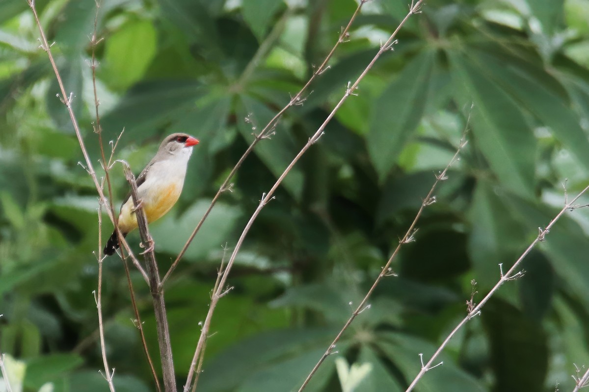 Red Avadavat (Red-bellied) - ML621121831