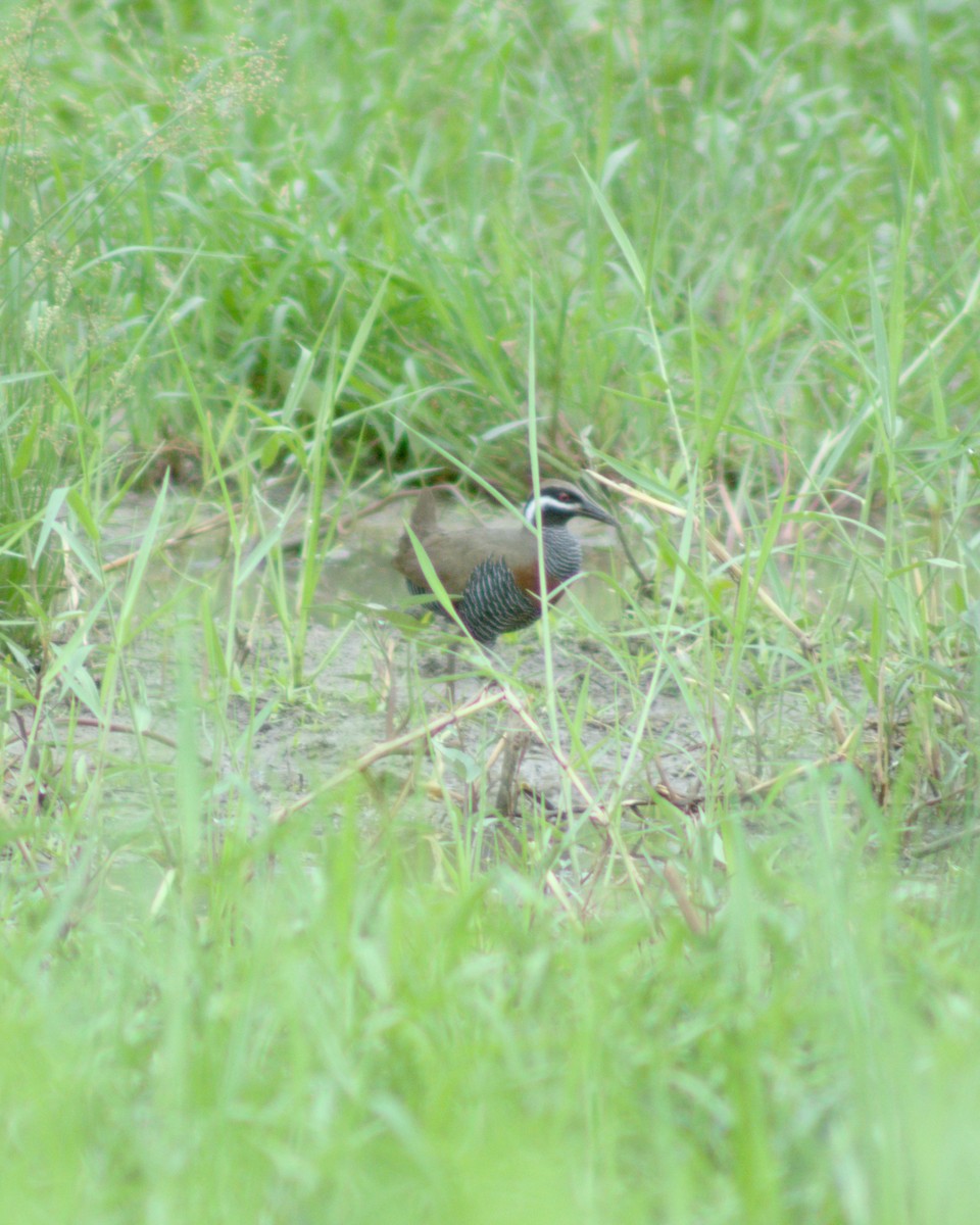 Barred Rail - ML621121836