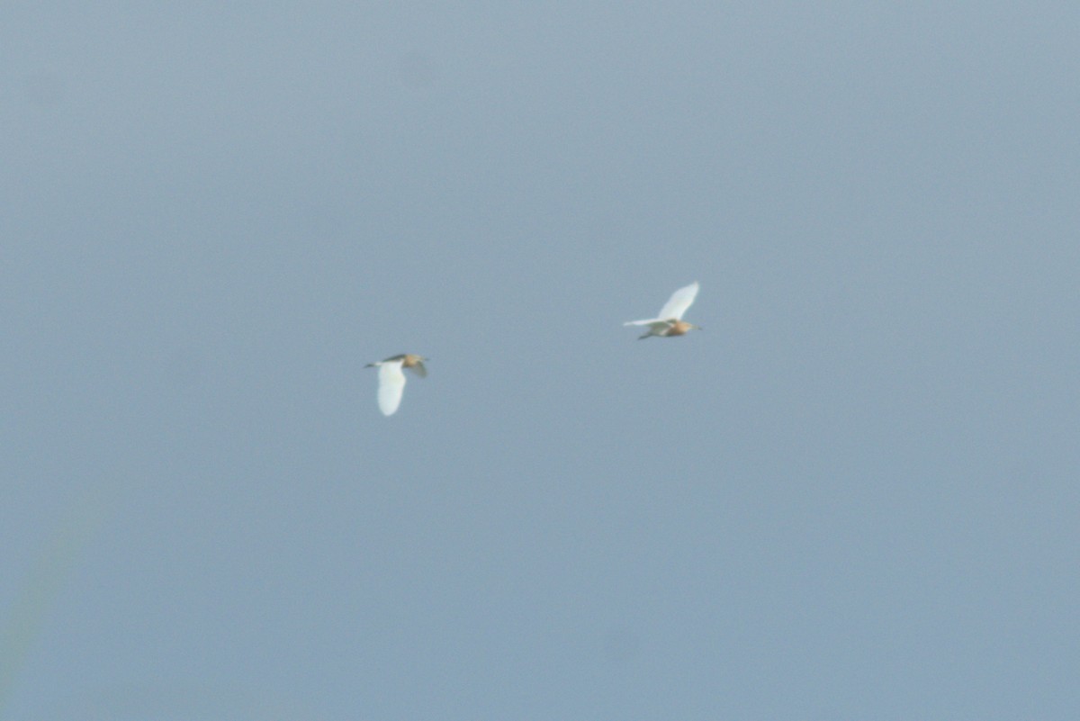 Javan Pond-Heron - ML621121862