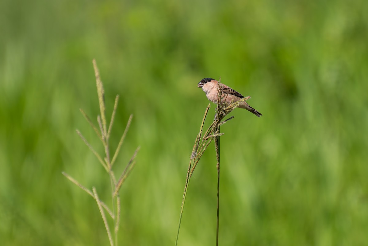 Copper Seedeater - ML621121865