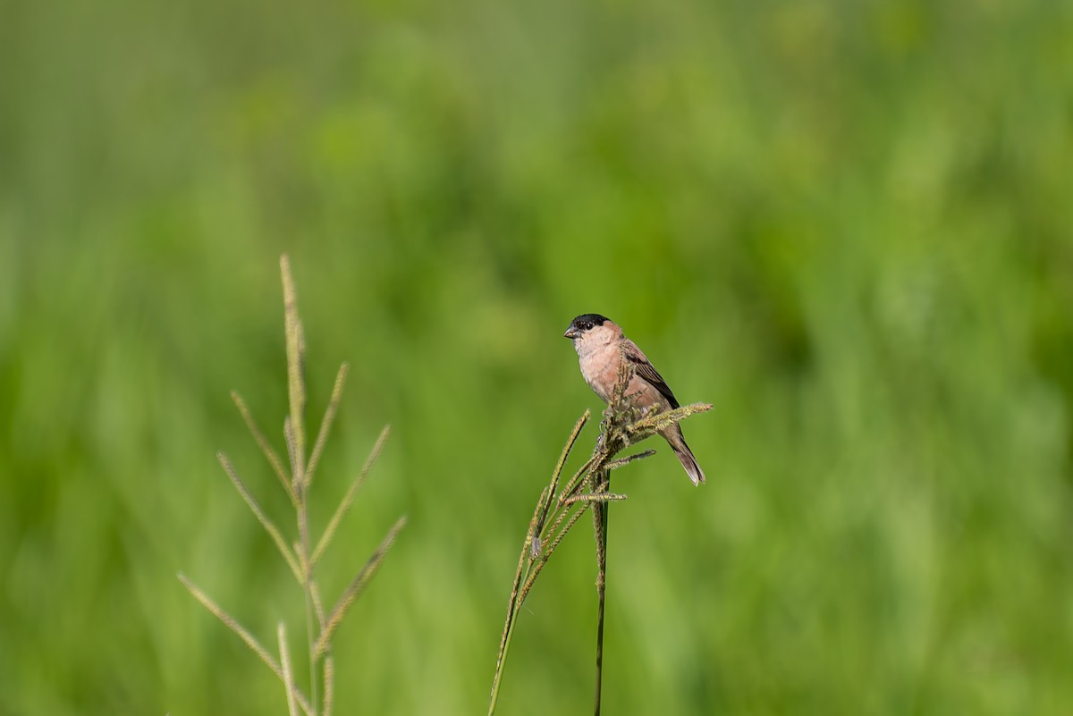 Copper Seedeater - ML621121866