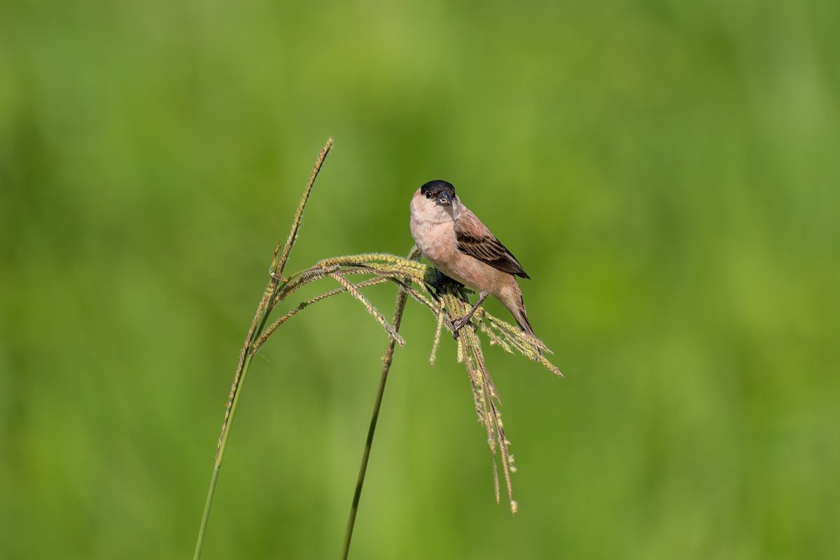 Copper Seedeater - ML621121867
