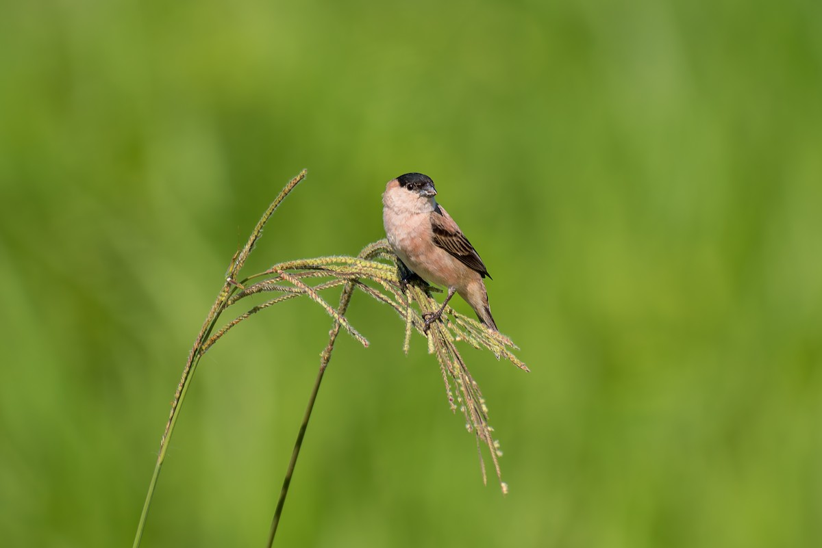 Copper Seedeater - ML621121868