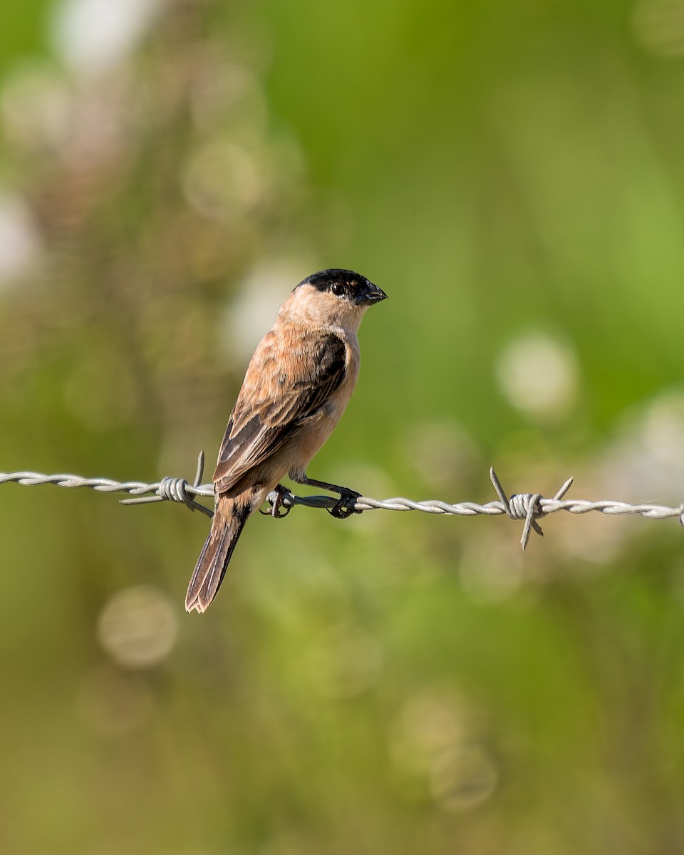 Copper Seedeater - ML621121870