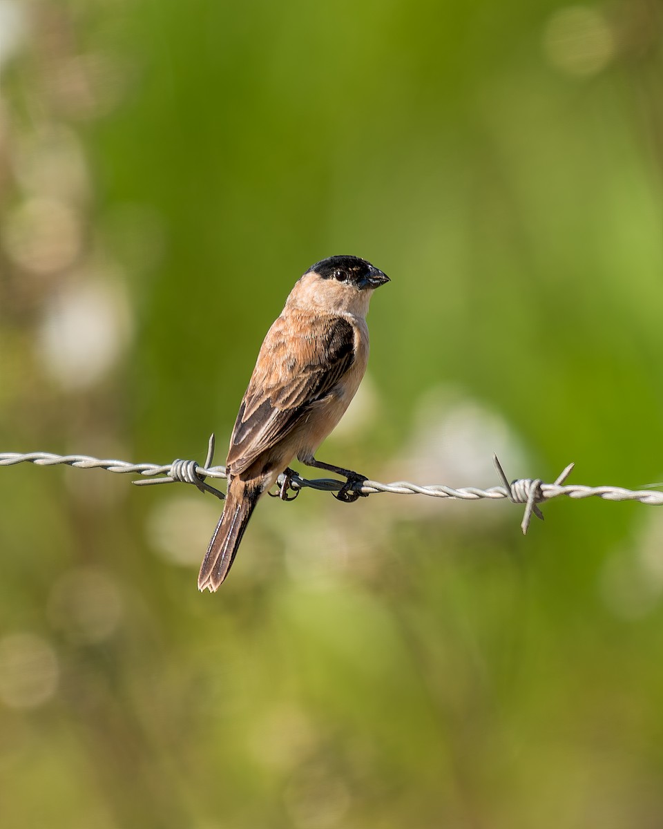 Copper Seedeater - ML621121871