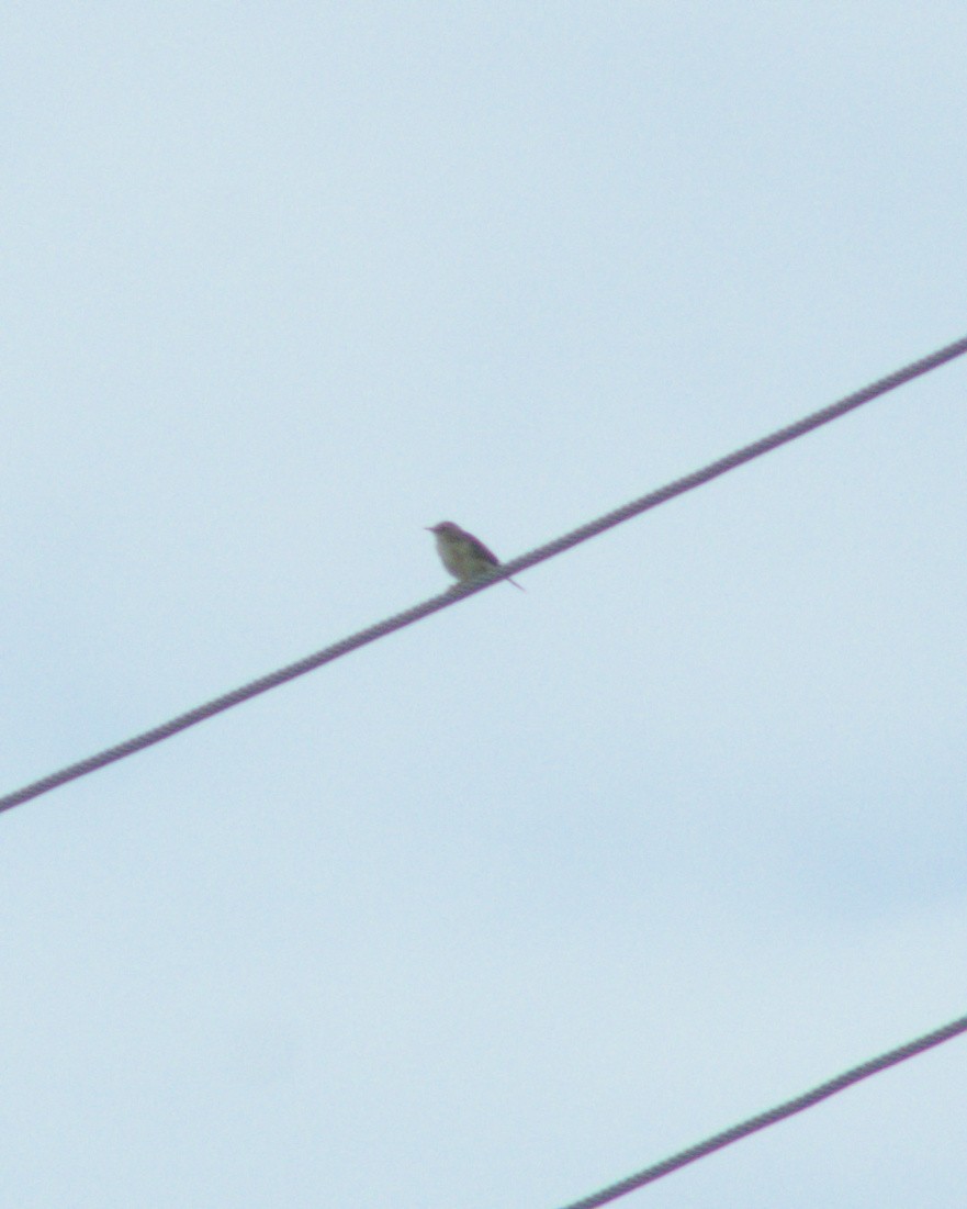 Golden-headed Cisticola - ML621121876