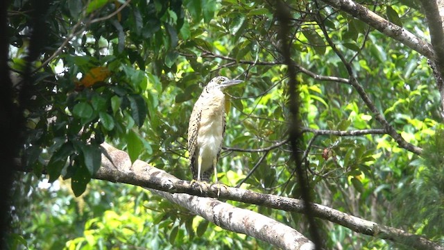 Forest Bittern - ML621121883