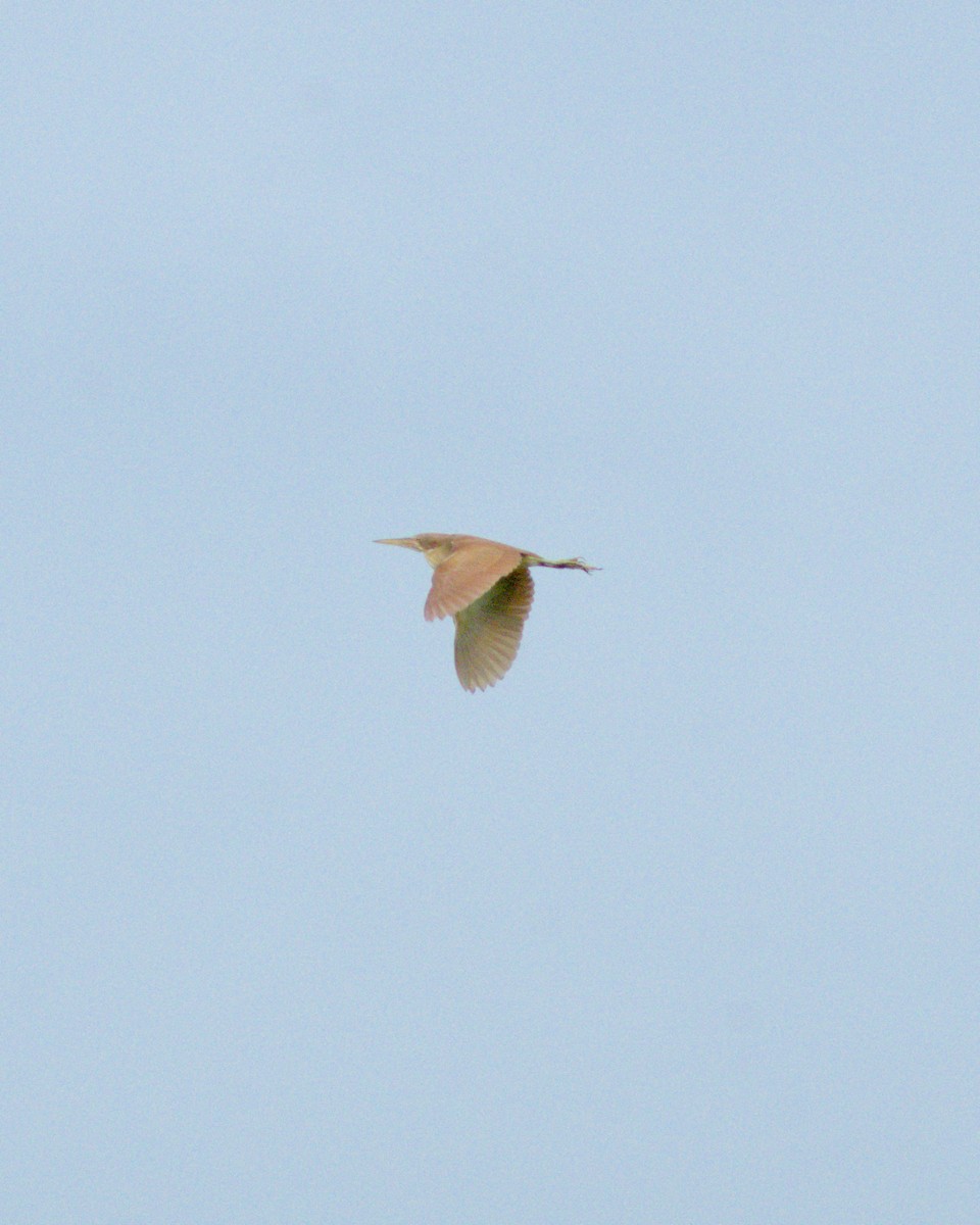 Cinnamon Bittern - ML621121886