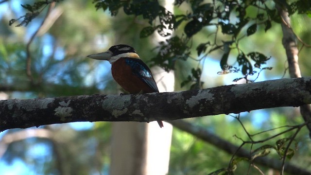 Rufous-bellied Kookaburra - ML621121898