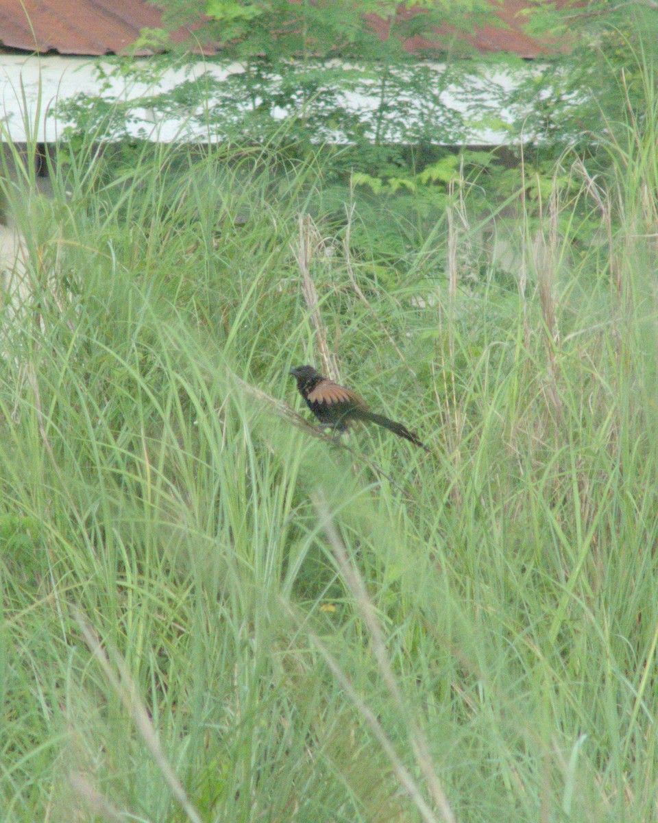 Lesser Coucal - ML621121900