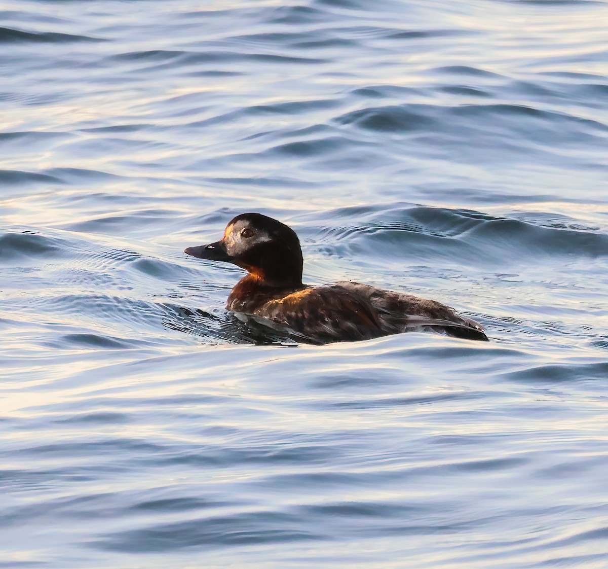 Long-tailed Duck - ML621121902