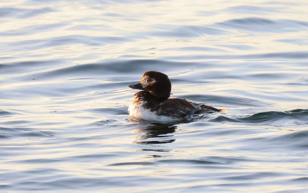 Long-tailed Duck - ML621121903