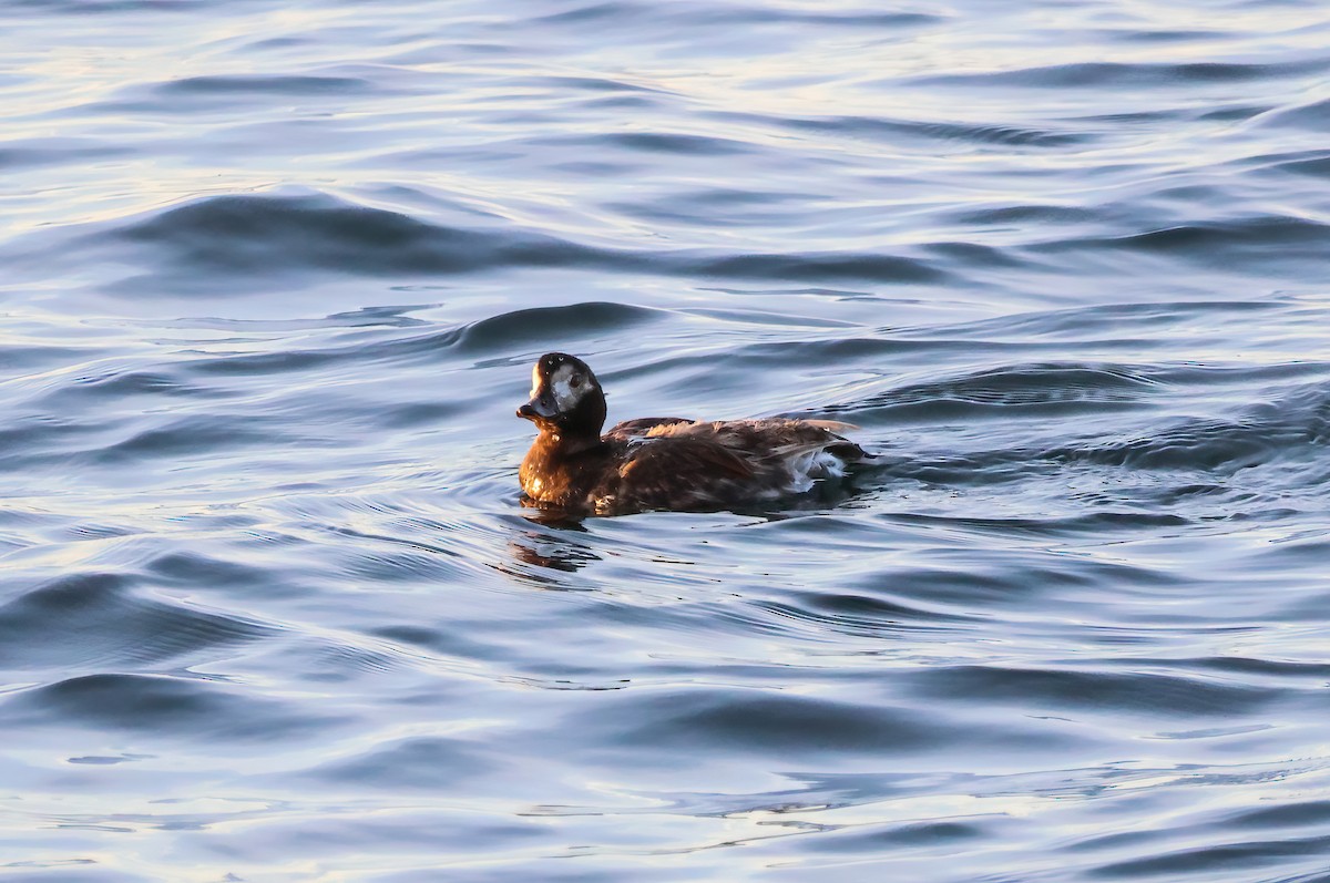 Long-tailed Duck - ML621121904
