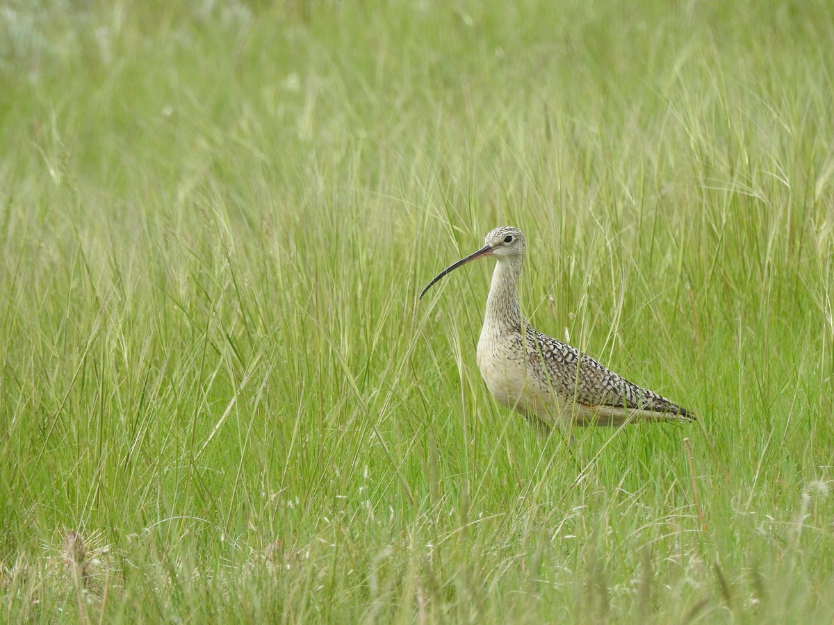Long-billed Curlew - ML621121925