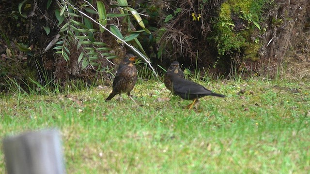Papuan Island-Thrush (Papuan) - ML621121930