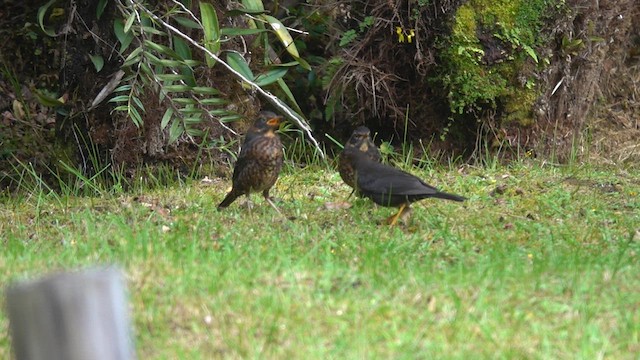 Island Thrush (Papuan) - ML621121930