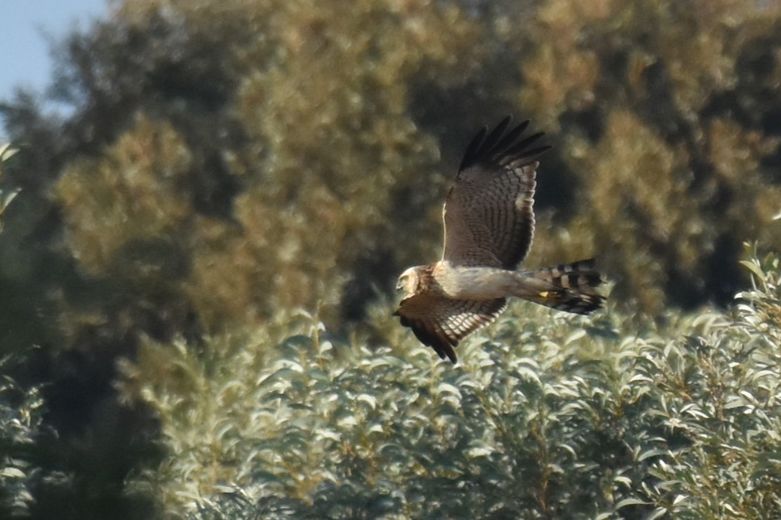 Spotted Harrier - ML621121944