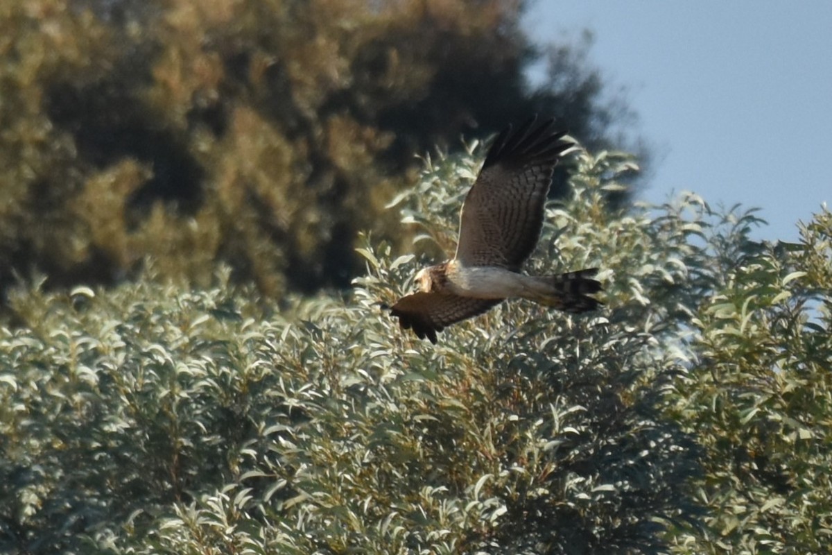 Spotted Harrier - ML621121945