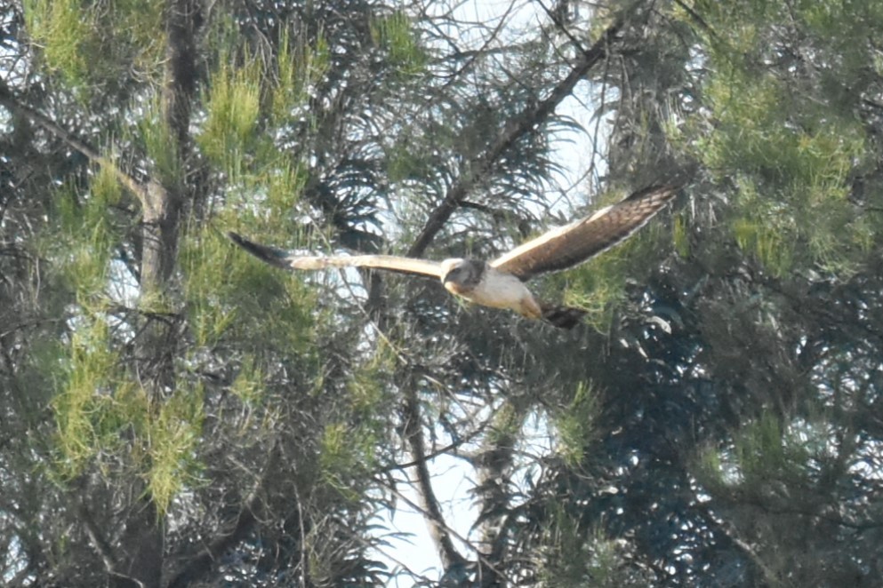 Spotted Harrier - ML621121947