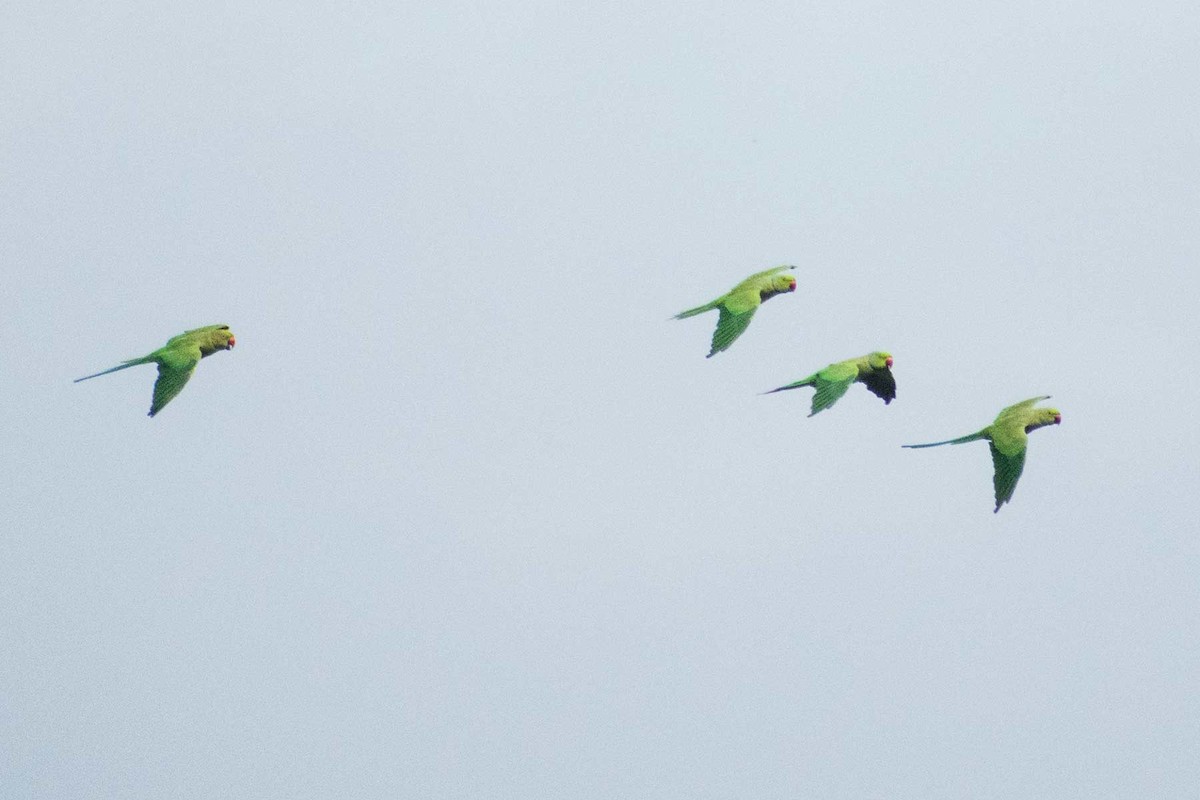 Yeşil Papağan - ML621122030