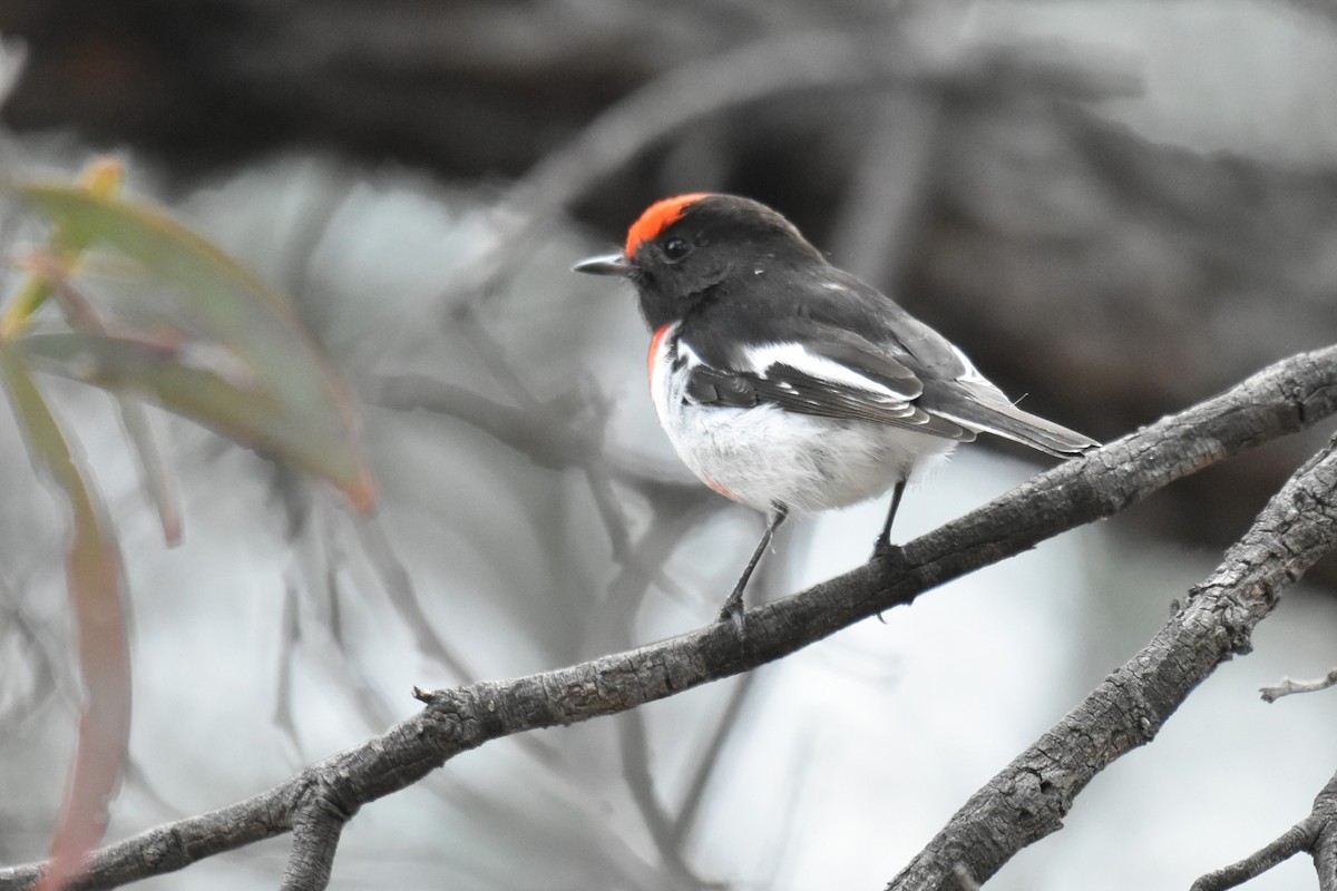 Red-capped Robin - ML621122050