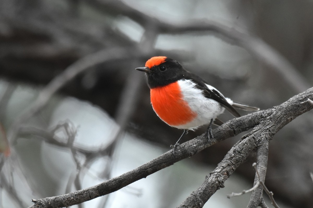 Red-capped Robin - ML621122051