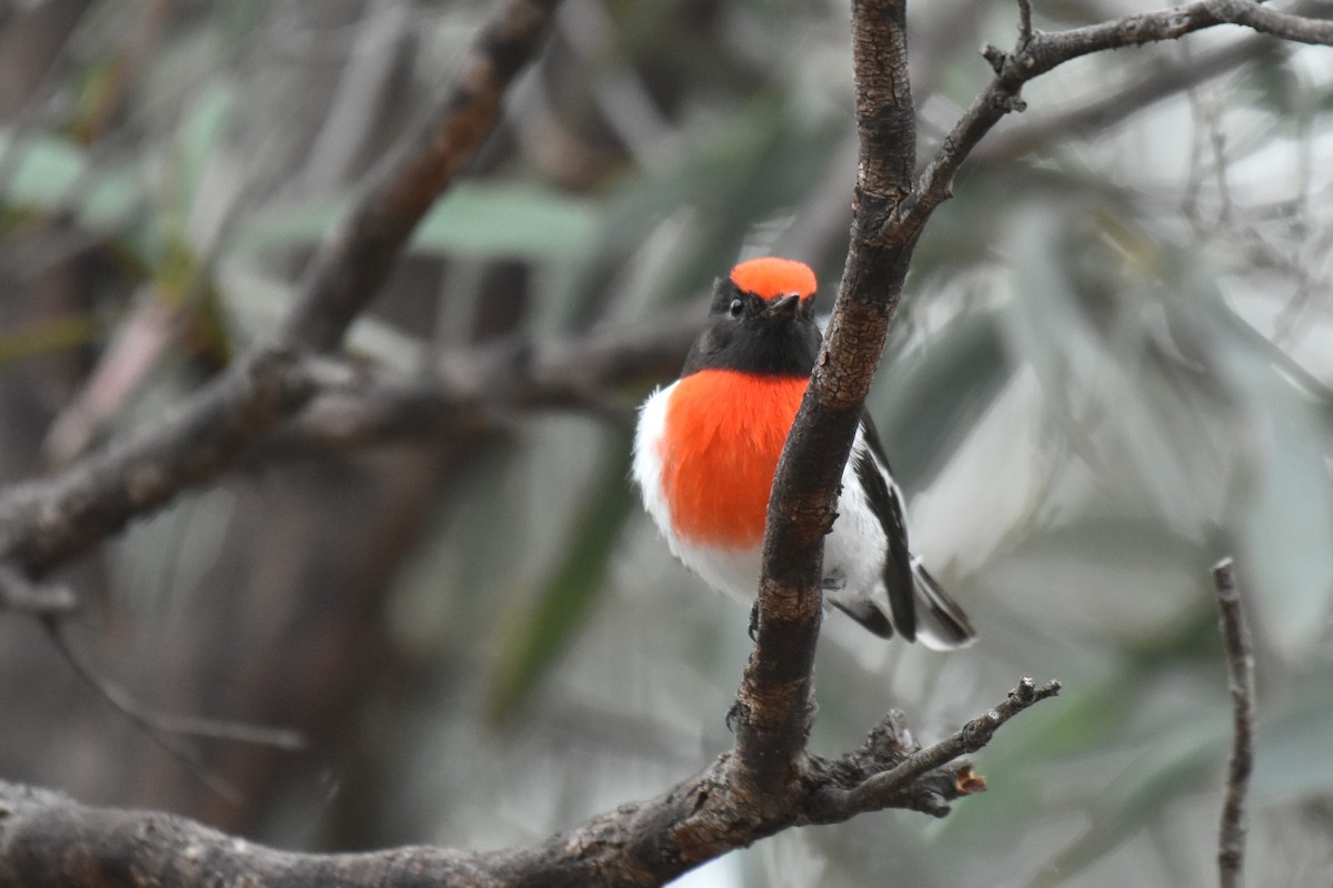 Red-capped Robin - ML621122052