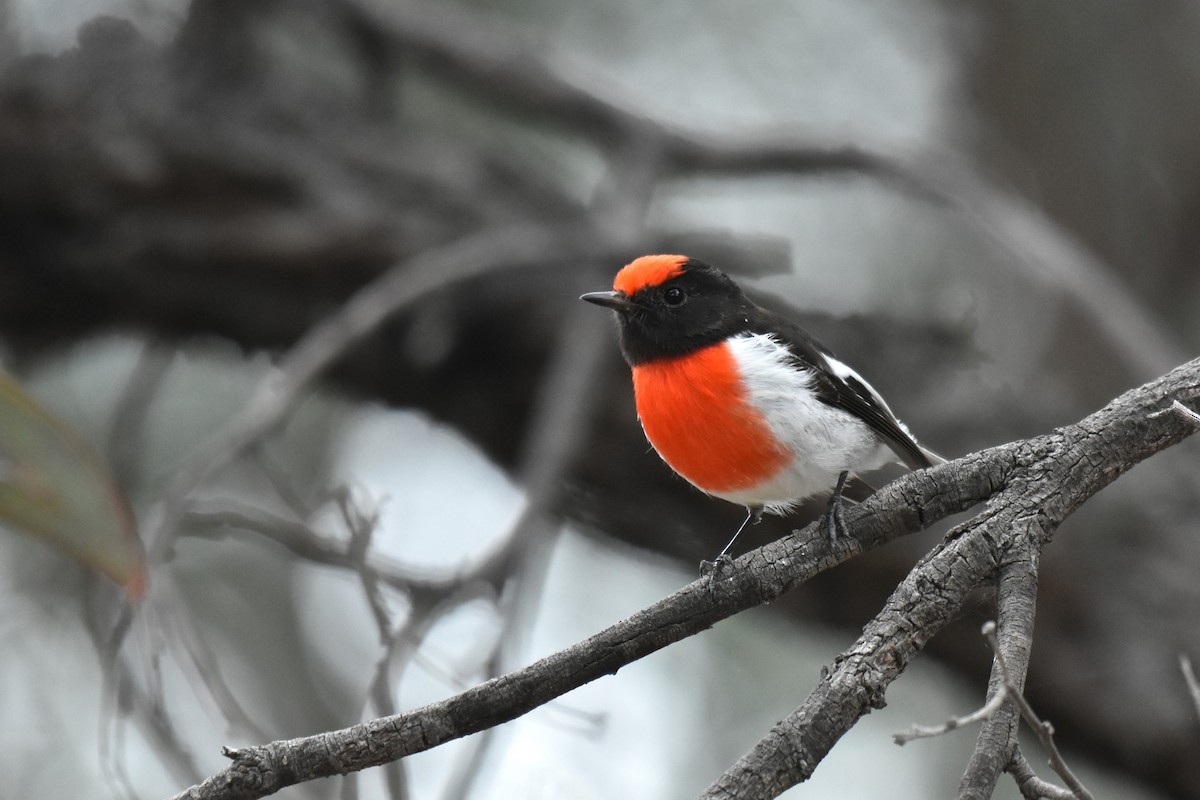 Red-capped Robin - ML621122053