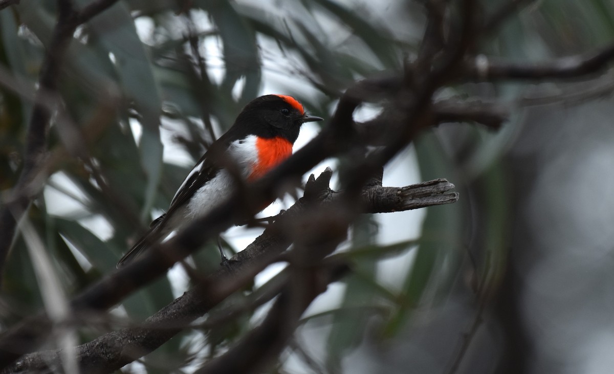 Red-capped Robin - ML621122054