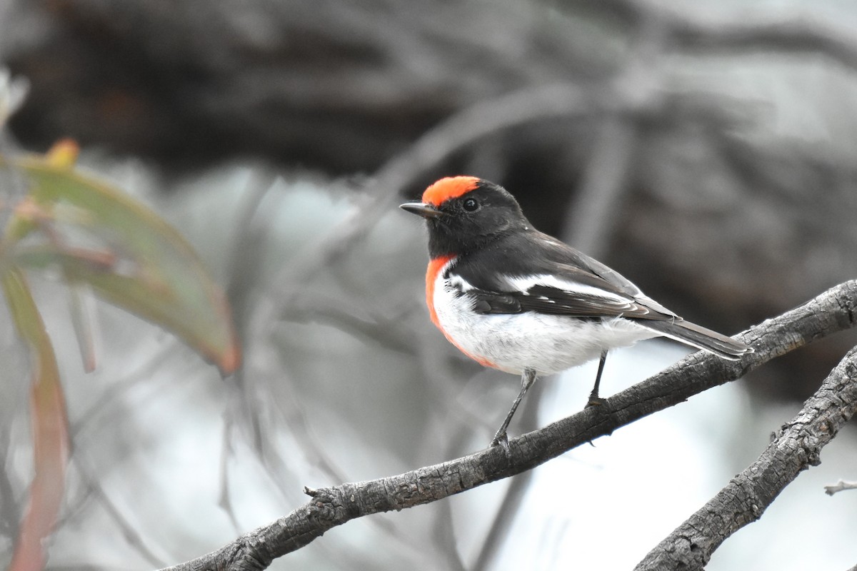 Red-capped Robin - ML621122055