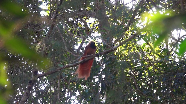 Raggiana Bird-of-Paradise - ML621122056