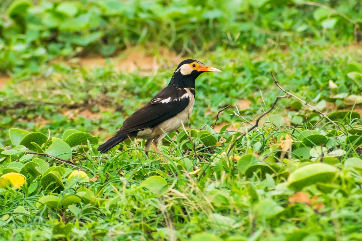 Indian Pied Starling - ML621122061