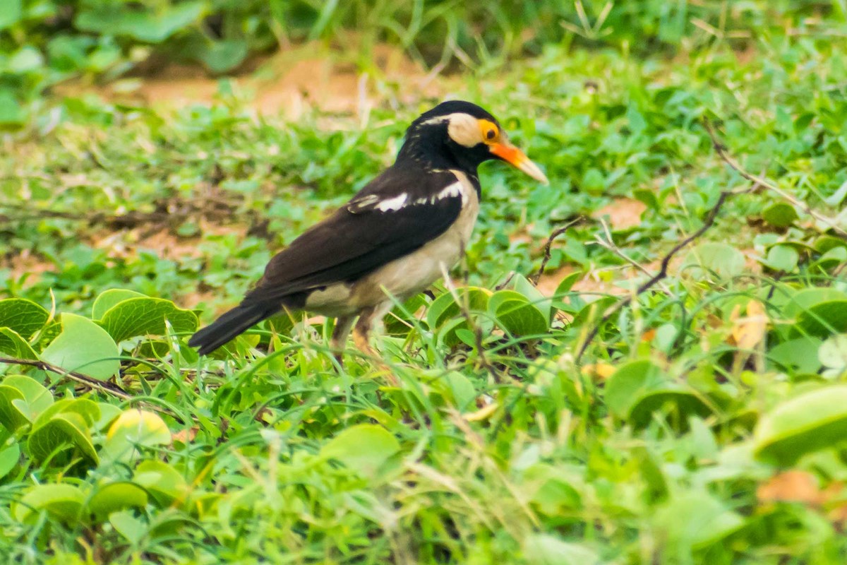 Indian Pied Starling - ML621122062