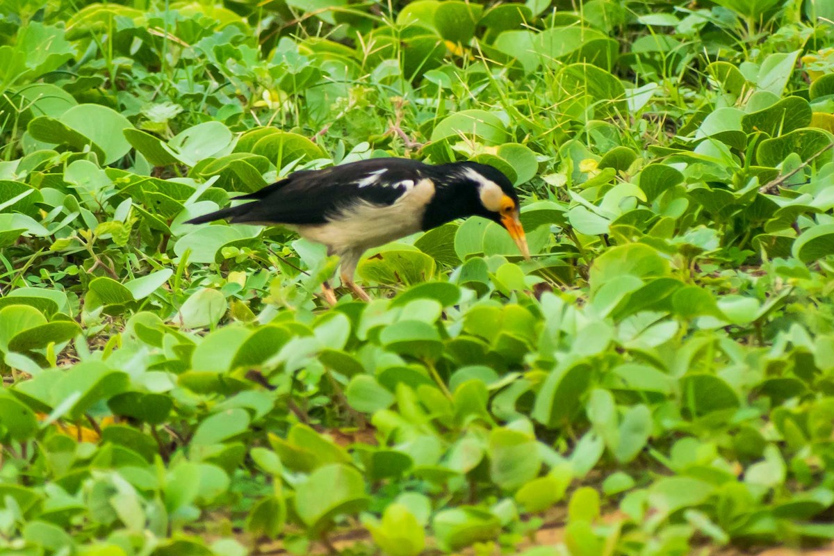 Indian Pied Starling - ML621122063