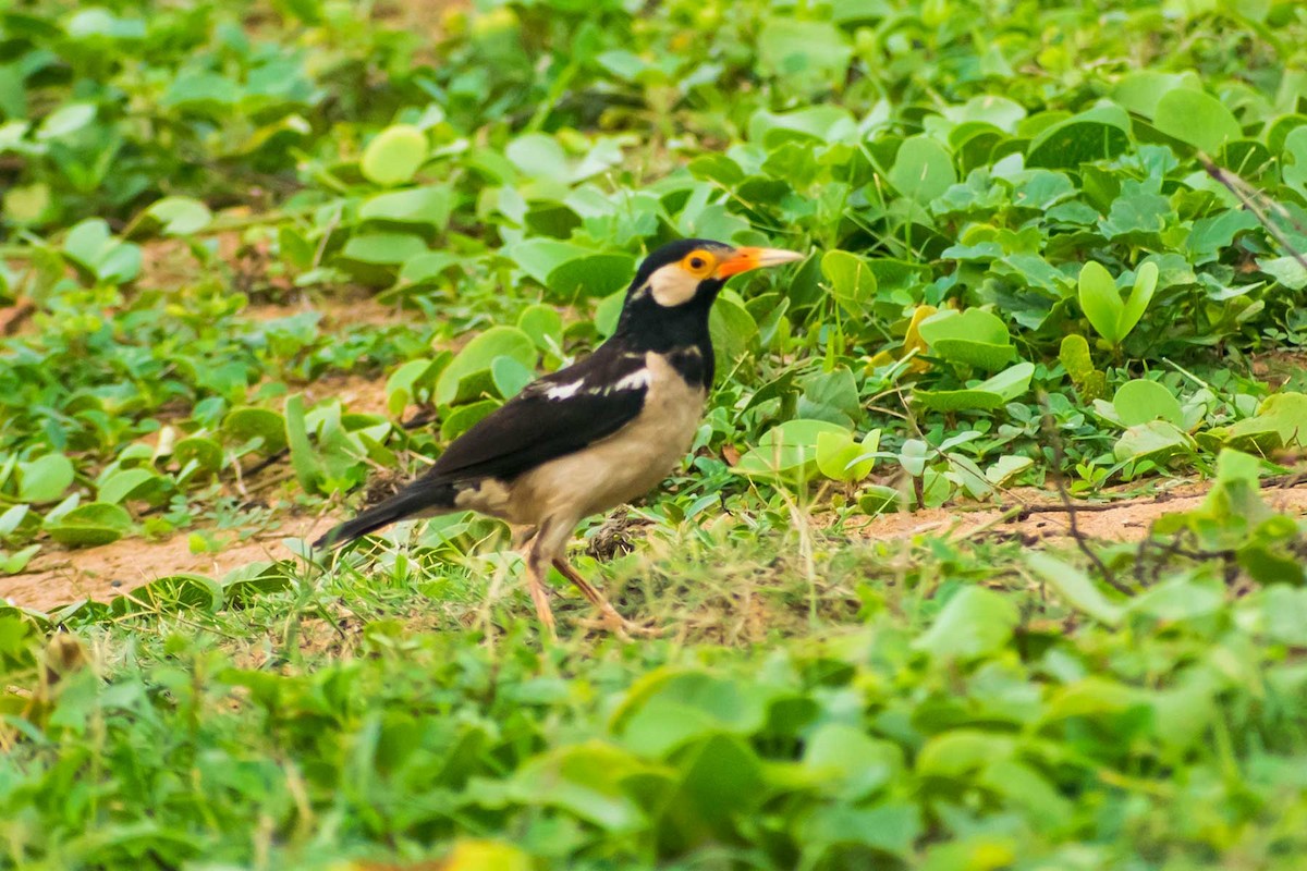 Indian Pied Starling - ML621122064