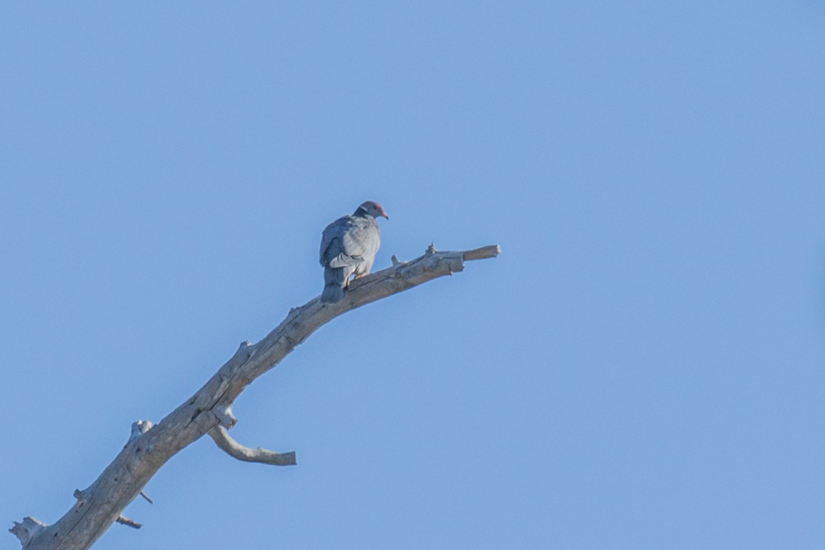 Band-tailed Pigeon - ML621122078