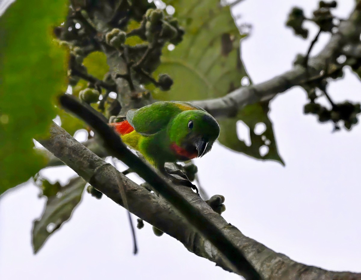 Blue-crowned Hanging-Parrot - ML621122127