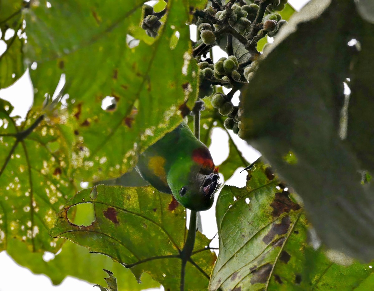 Blue-crowned Hanging-Parrot - ML621122128