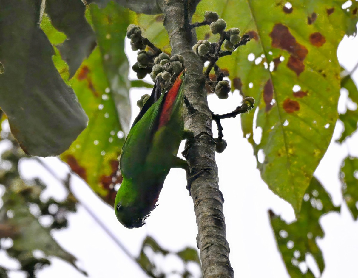 Blue-crowned Hanging-Parrot - ML621122129