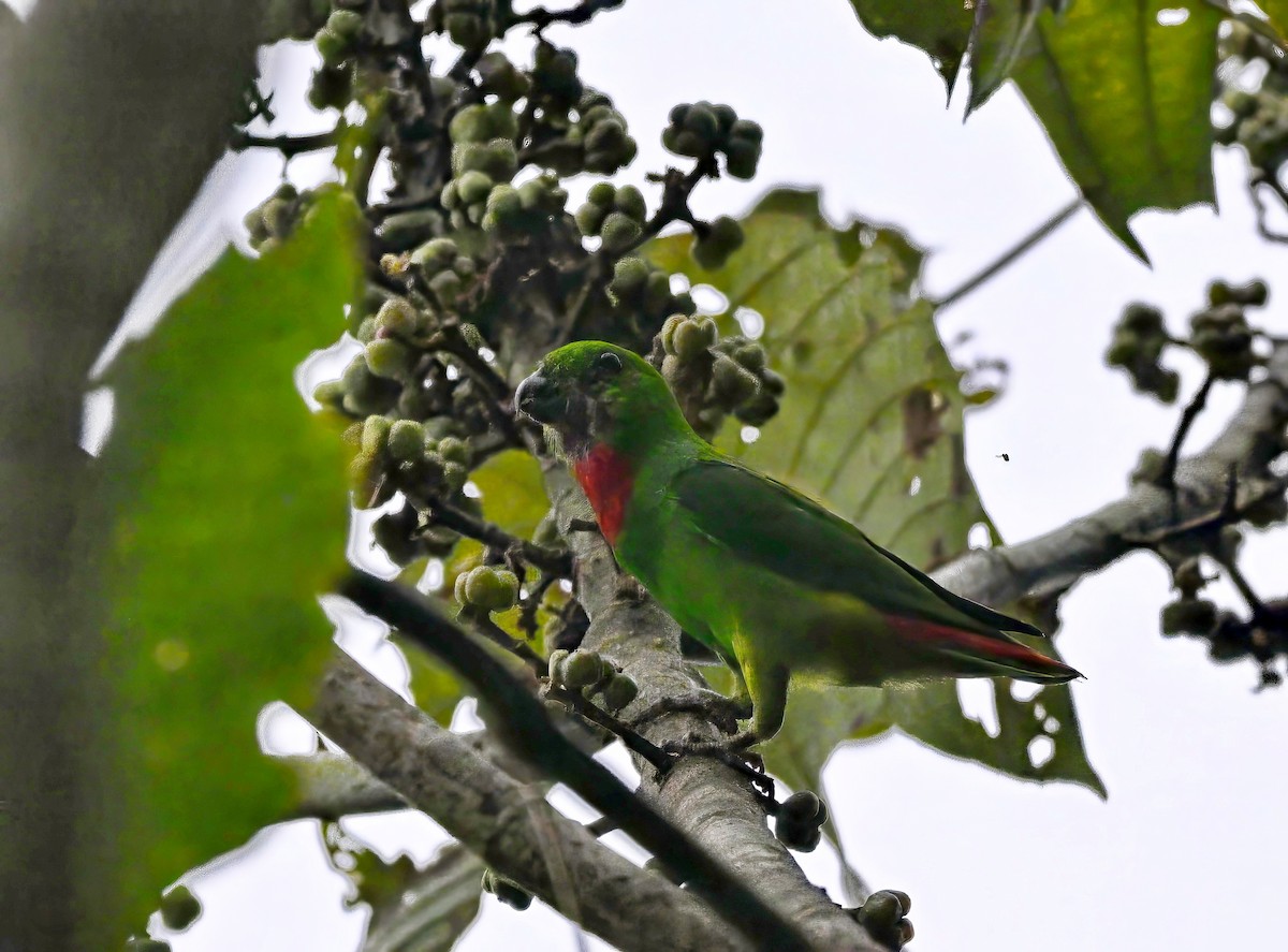 Blue-crowned Hanging-Parrot - ML621122130